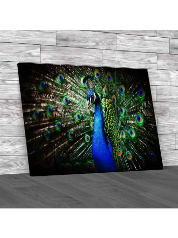 Lovely Peacock Design Canvas Print Large Picture Wall Art