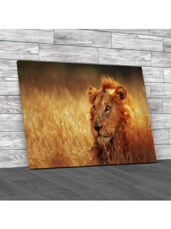 South African Lion Lying Canvas Print Large Picture Wall Art