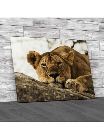 Lioness Resting On Rock Canvas Print Large Picture Wall Art