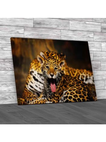 Baby Jaguar Canvas Print Large Picture Wall Art