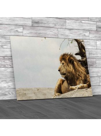 Lion On Watch Canvas Print Large Picture Wall Art