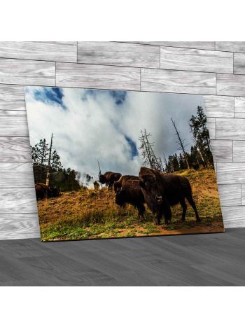 Buffalo In Yellowstone National Park Canvas Print Large Picture Wall Art