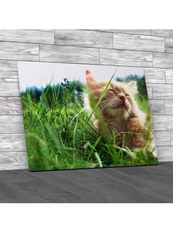 Kitten On Green Grass Canvas Print Large Picture Wall Art