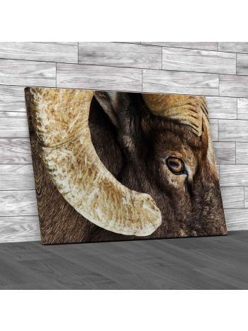 Bighorn Ram Canvas Print Large Picture Wall Art