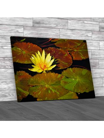 Yellow Water Lily Flower In Pond Canvas Print Large Picture Wall Art