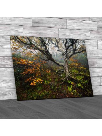 Autumn At Craggy Gardens North Carolina Canvas Print Large Picture Wall Art