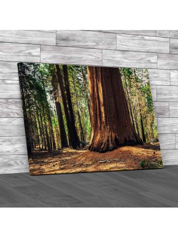 Giant Sequoia Trunk California Canvas Print Large Picture Wall Art