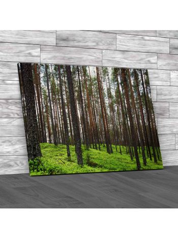 Pine Forest Canvas Print Large Picture Wall Art