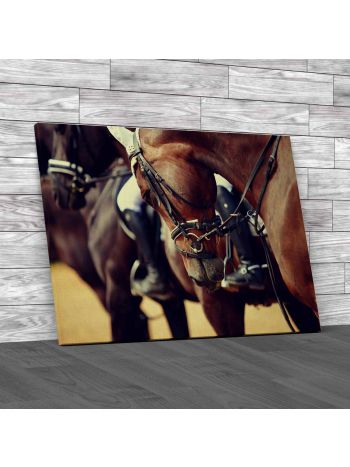 Portrait Of A Sports Stallion Canvas Print Large Picture Wall Art