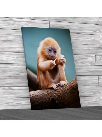 Baby Monkey on Birch Canvas Print Large Picture Wall Art